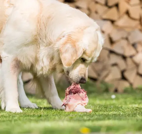 Cachorro comendo carne crua