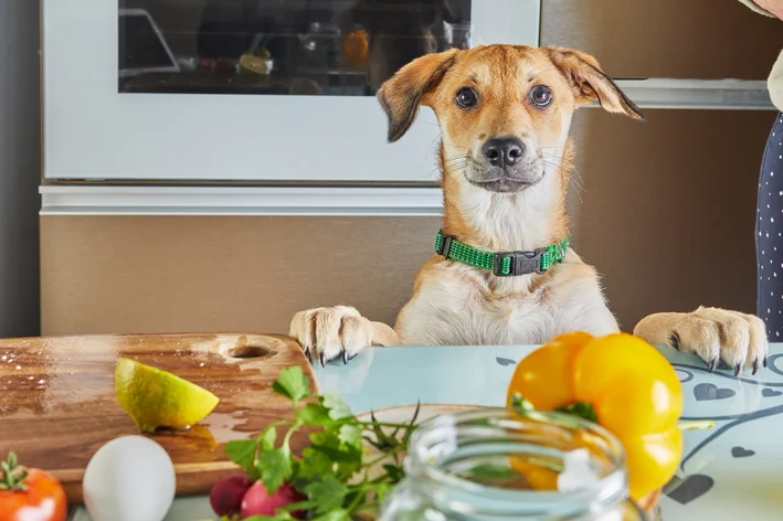 Cachorro vira-lata caramelo observando uma tábua com diversos alimentos, incluindo cebola.