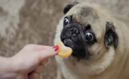 cachorro comendo mexerica em gomos