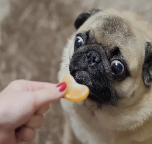 cachorro comendo mexerica em gomos