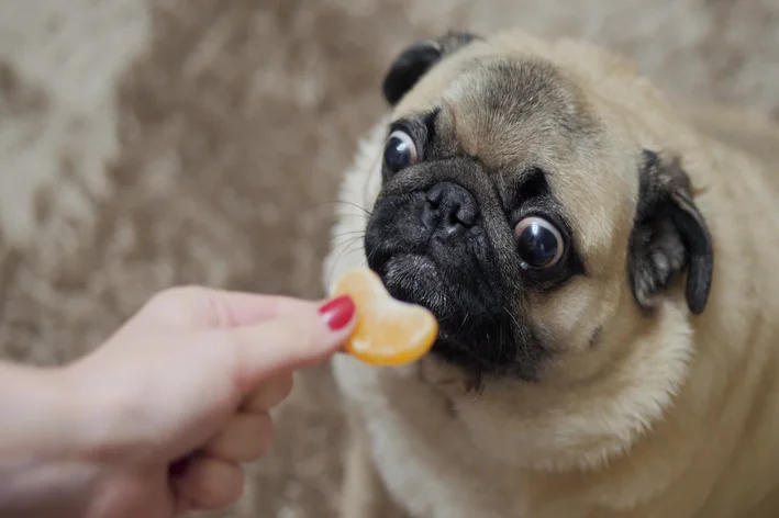 cachorro comendo mexerica em gomos