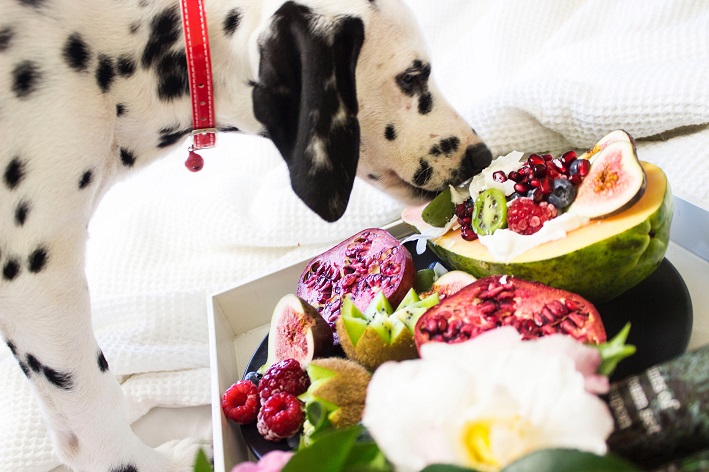 cachorro pode comer maracujá?