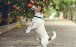 cachorro tentando comer mexerica