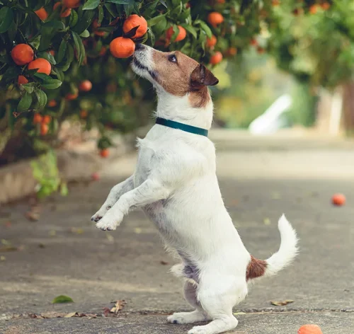 cachorro tentando comer mexerica