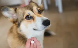 humano dando remédio para cachorro