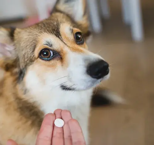 humano dando remédio para cachorro