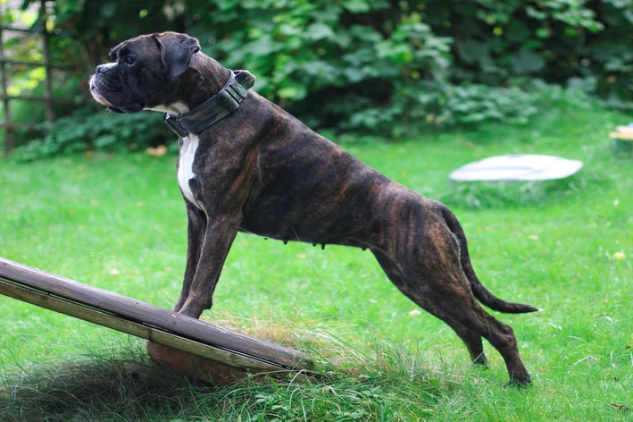 cachorro preto boxer no parque