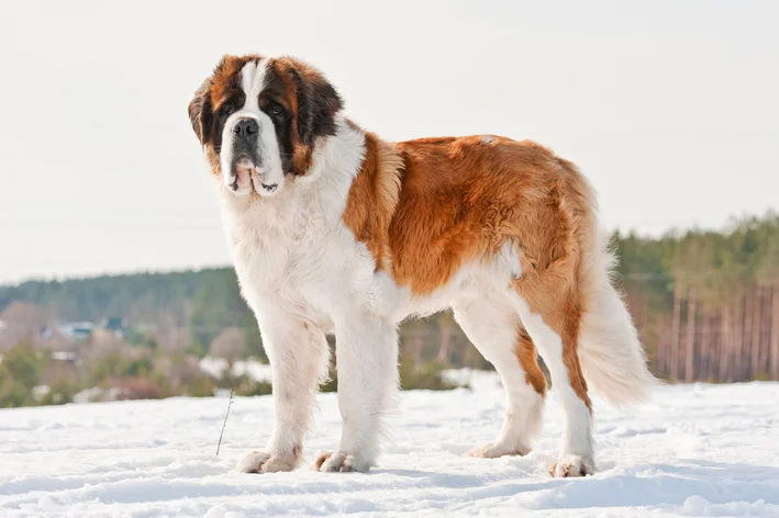 raça de cachorro que parece urso