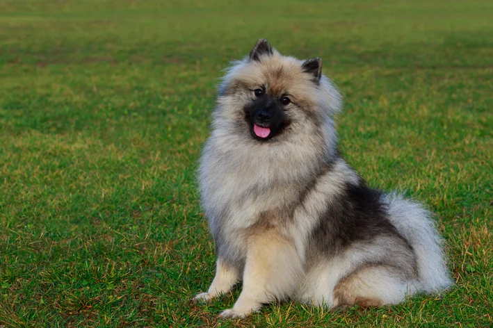 cães que parece urso