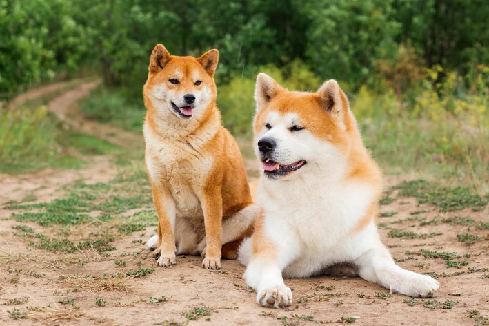 cão que parece urso