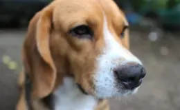 Cachorro com gotas de sangue no nariz