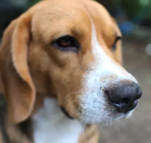 Cachorro com gotas de sangue no nariz
