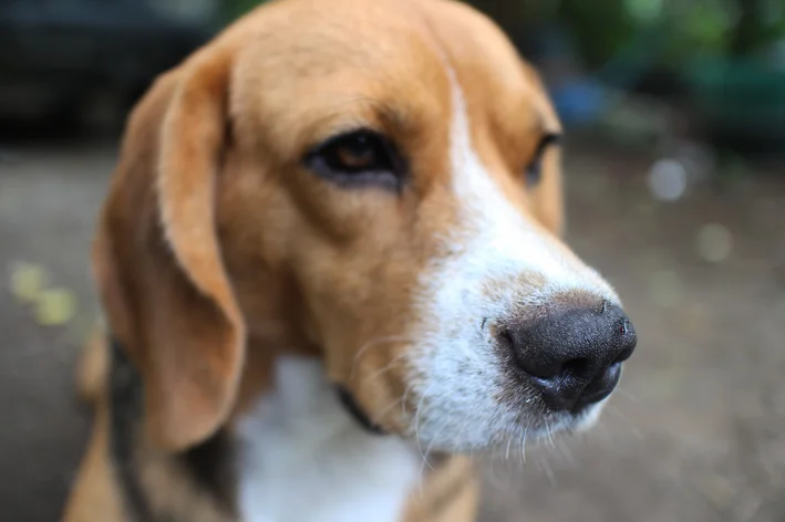 Cachorro com gotas de sangue no nariz