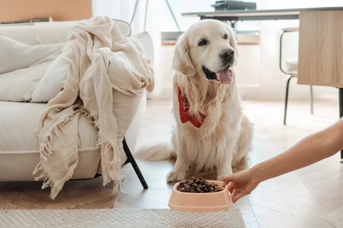 Cachorro sem apetite olhando para o comedouro