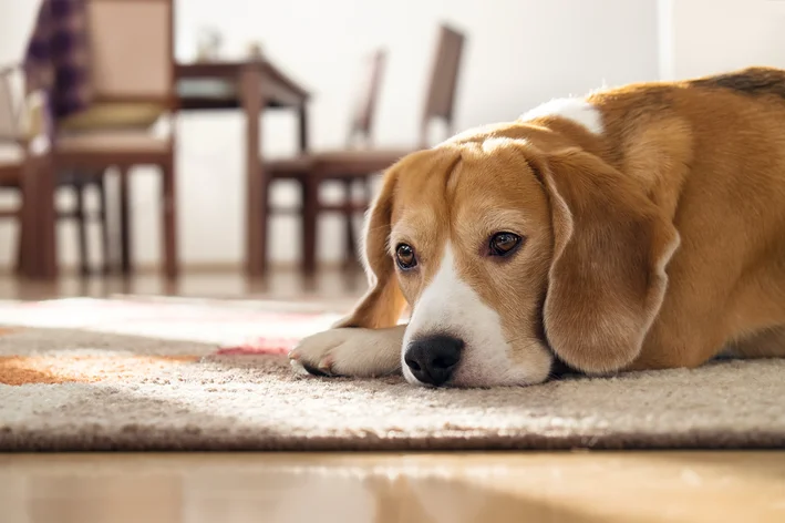 cachorro com depressão deitado no chão