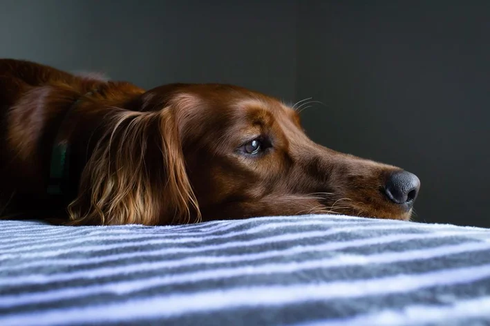 cachorro vomitando sangue