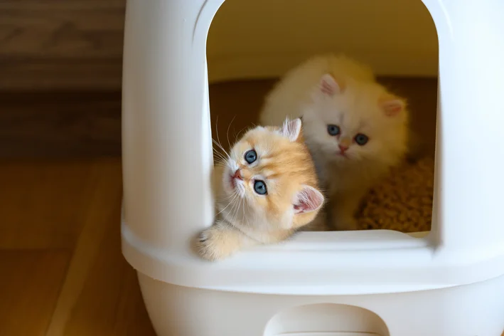 gatos na caixa de areia fechada