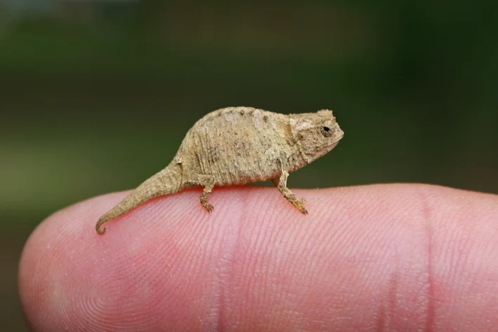 Camaleão Brookesia Micra na ponta de um dedo