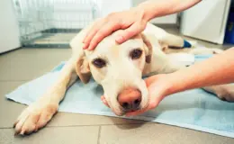 cachorro com câncer de pelete deitado