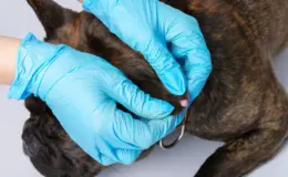 nódulos de câncer de pele em cães