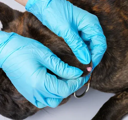 nódulos de câncer de pele em cães