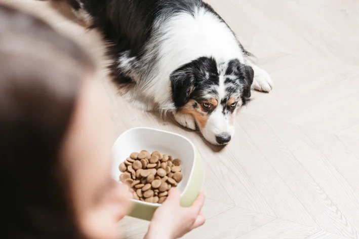 cachorro sem vontade de comer