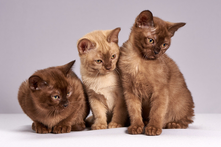 Características do gato: conheça as principais!