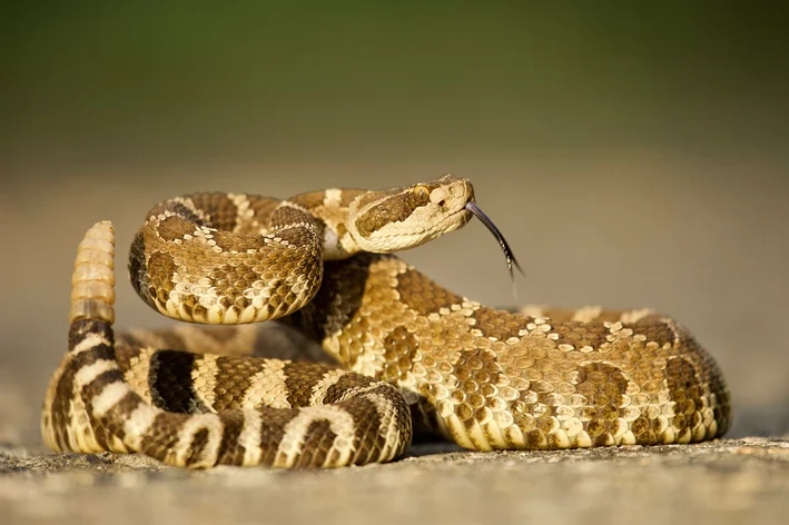 cobras venenosas brasileiras