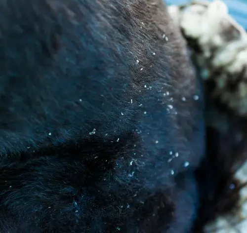 cachorro com caspa