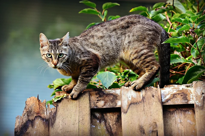 doenças de pele em gatos