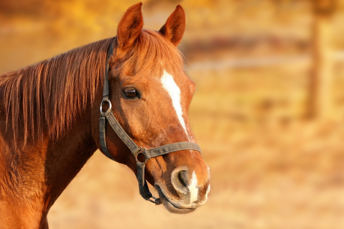 Cavalo dorme em pé? Descubra aqui!