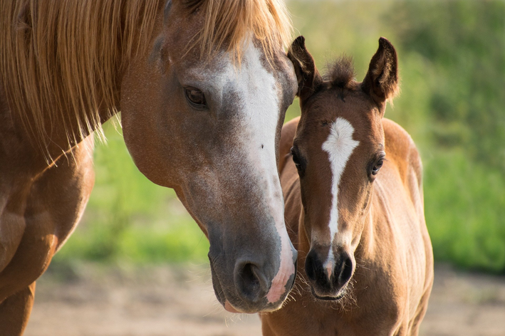 Cavalo dorme em pé? Descubra aqui!