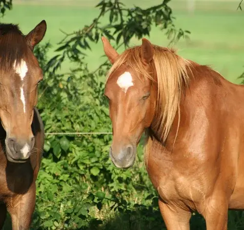 cavalos dormindo de pé