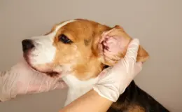 Cera preta no ouvido do cachorro