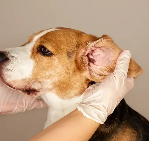 Cera preta no ouvido do cachorro