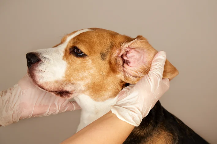 imagem de Cera preta no ouvido do cachorro: veterinária explica as causas e tratamentos indicados