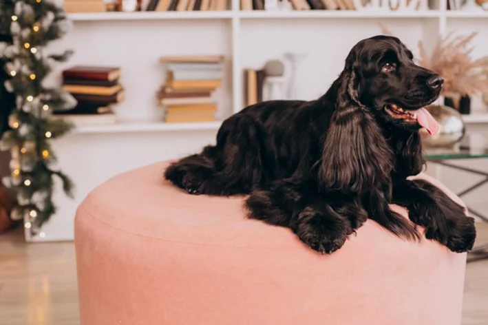 Cocker Spaniel preto sentado