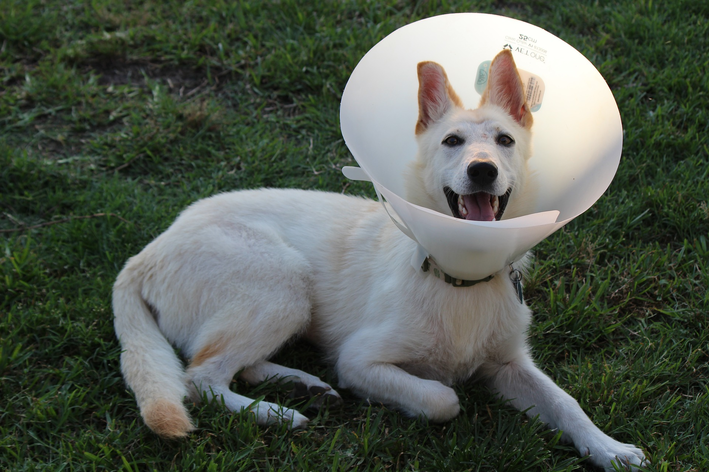 Como funciona o colar de proteção para cachorro