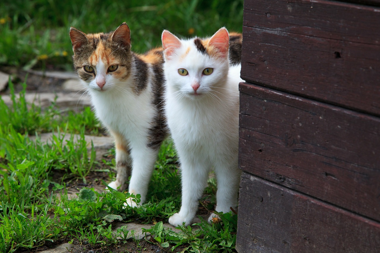 como acostumar um gato com outro