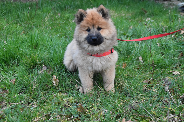 Como colocar coleira em cachorro? Confira!