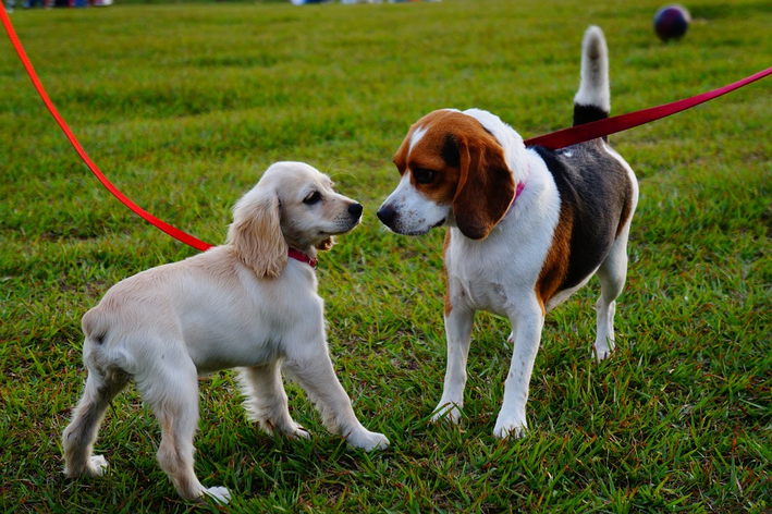 Como colocar coleira em cachorro? Confira!