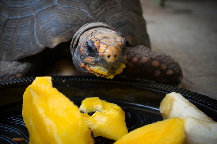 A alimentação do jabuti