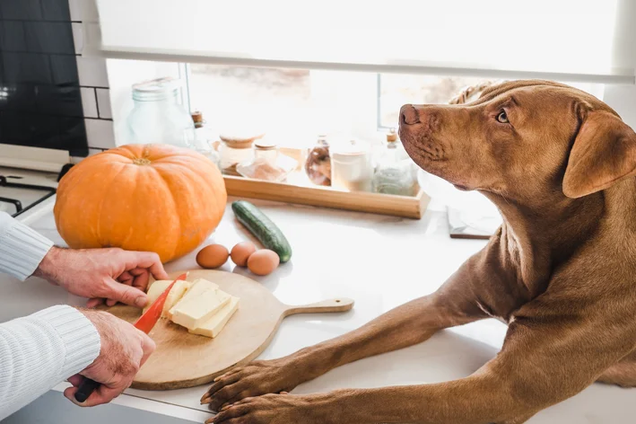 tutor preparando abobora para cachorro