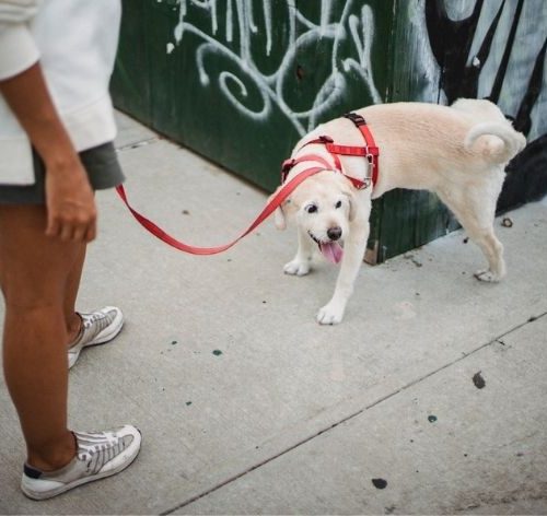 Como ensinar o cachorro a fazer as necessidades na rua