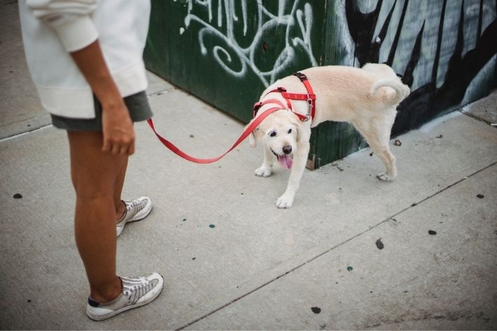 Como ensinar o cachorro a fazer as necessidades na rua