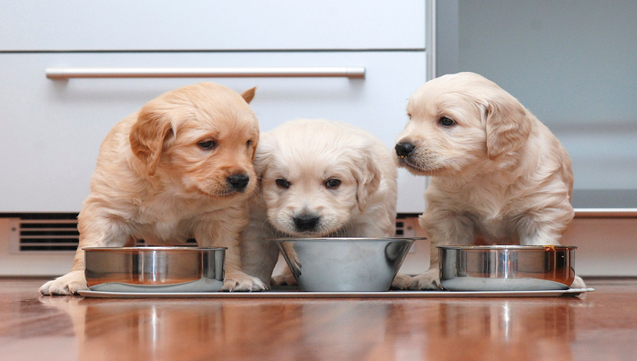 três cachorros comento devagar 