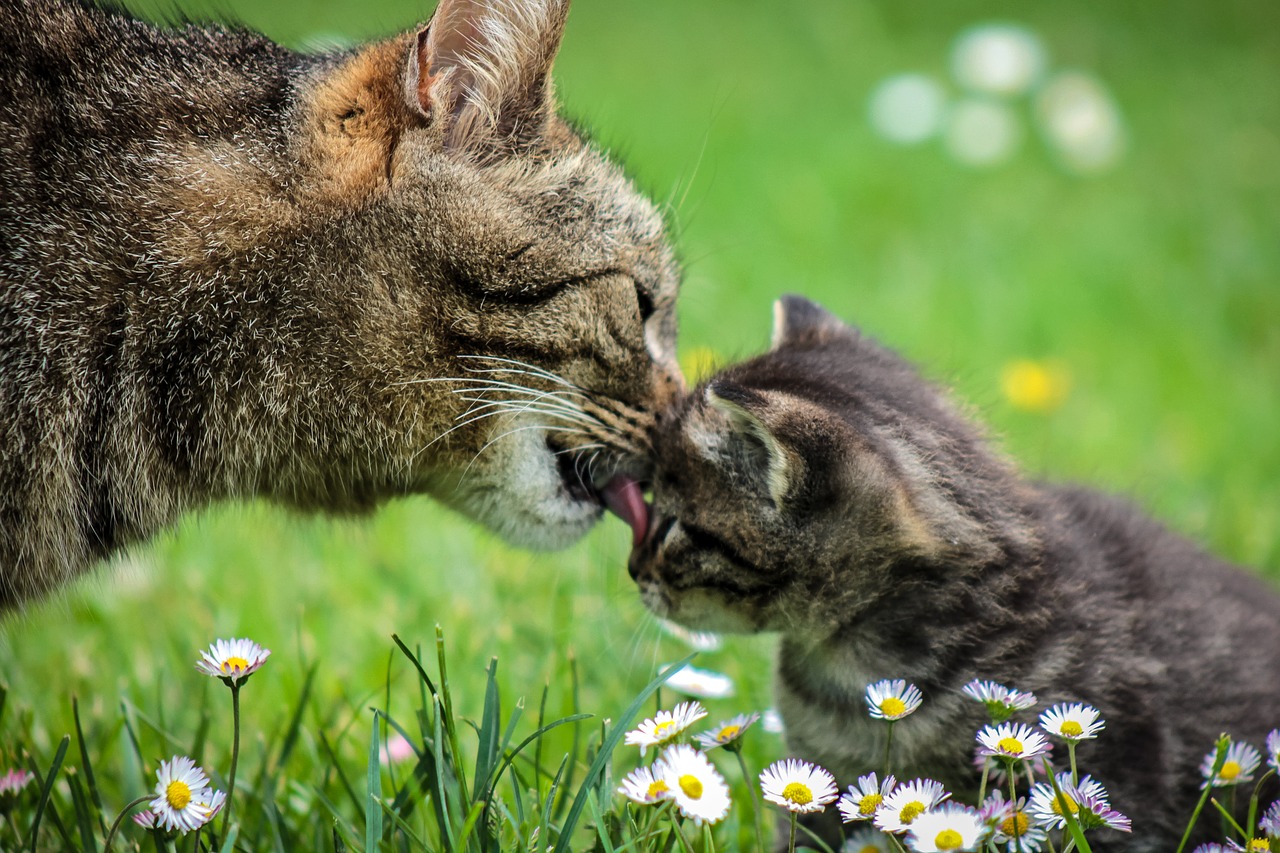 Como saber se a gata tá grávida