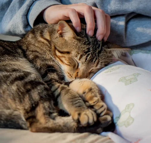 gata dengosa no colo da tutora