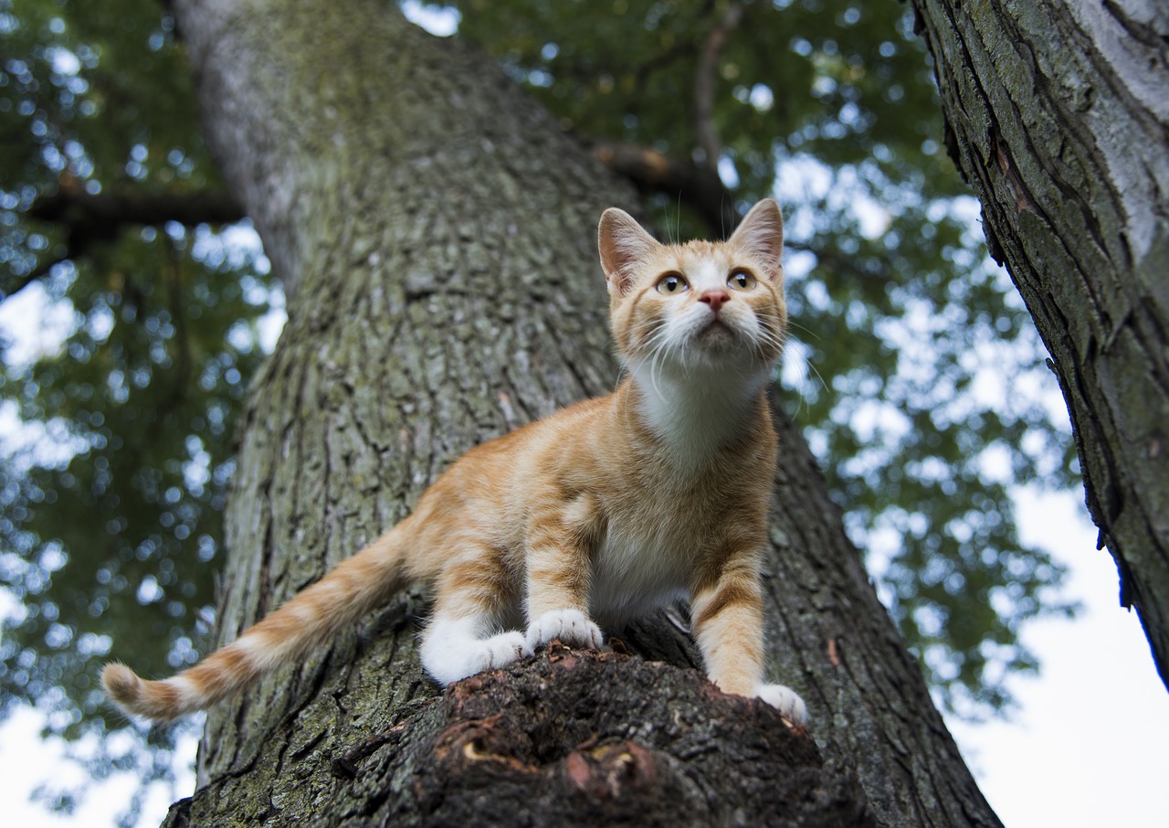 como saber se a pata do gato está quebrada?