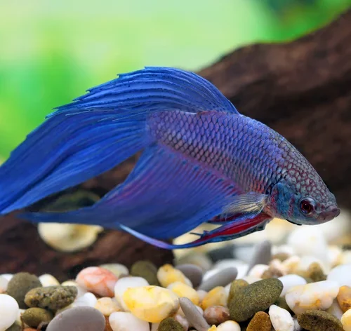 Peixe betta masculino ou feminino no aquário